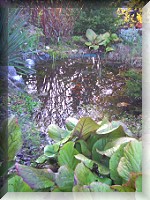 Gartenteich01