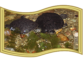 Schildkr�ten03